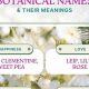 Nature's Gift: Botanical Baby Names + Meanings | Baby Care 101: Essential Tips for Happy, Healthy Babies