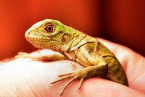 The Ultimate Baby Iguana Guide: Care &amp; Growth Tips! | Baby Care 101: Essential Tips for Happy, Healthy Babies