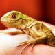 The Ultimate Baby Iguana Guide: Care &amp; Growth Tips! | Baby Care 101: Essential Tips for Happy, Healthy Babies