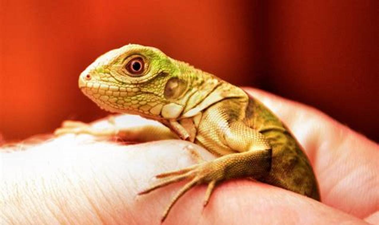 The Ultimate Baby Iguana Guide: Care &amp; Growth Tips! | Baby Care 101: Essential Tips for Happy, Healthy Babies