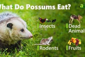 Baby Possums &amp; Food: When Do They Eat Solid Food? Guide | Baby Care 101: Essential Tips for Happy, Healthy Babies