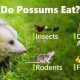 Baby Possums &amp; Food: When Do They Eat Solid Food? Guide | Baby Care 101: Essential Tips for Happy, Healthy Babies