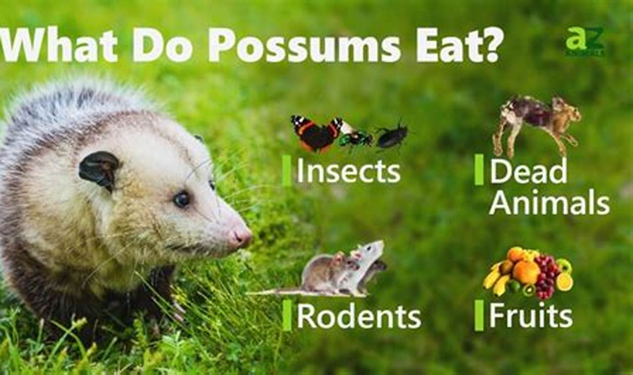 Baby Possums &amp; Food: When Do They Eat Solid Food? Guide | Baby Care 101: Essential Tips for Happy, Healthy Babies
