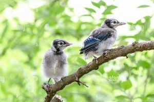 Baby Blue Jay Rescue: What to Do When a Nestling Falls Baby Care 101: Essential Tips for Happy, Healthy Babies Baby Blue Jay Rescue: What to Do When a Nestling Falls | Baby Care 101: Essential Tips for Happy, Healthy Babies