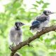 Baby Blue Jay Rescue: What to Do When a Nestling Falls | Baby Care 101: Essential Tips for Happy, Healthy Babies