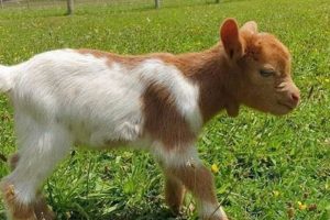 Cute Baby Goats for Sale Near You: Find Kids! | Baby Care 101: Essential Tips for Happy, Healthy Babies