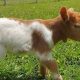Cute Baby Goats for Sale Near You: Find Kids! | Baby Care 101: Essential Tips for Happy, Healthy Babies