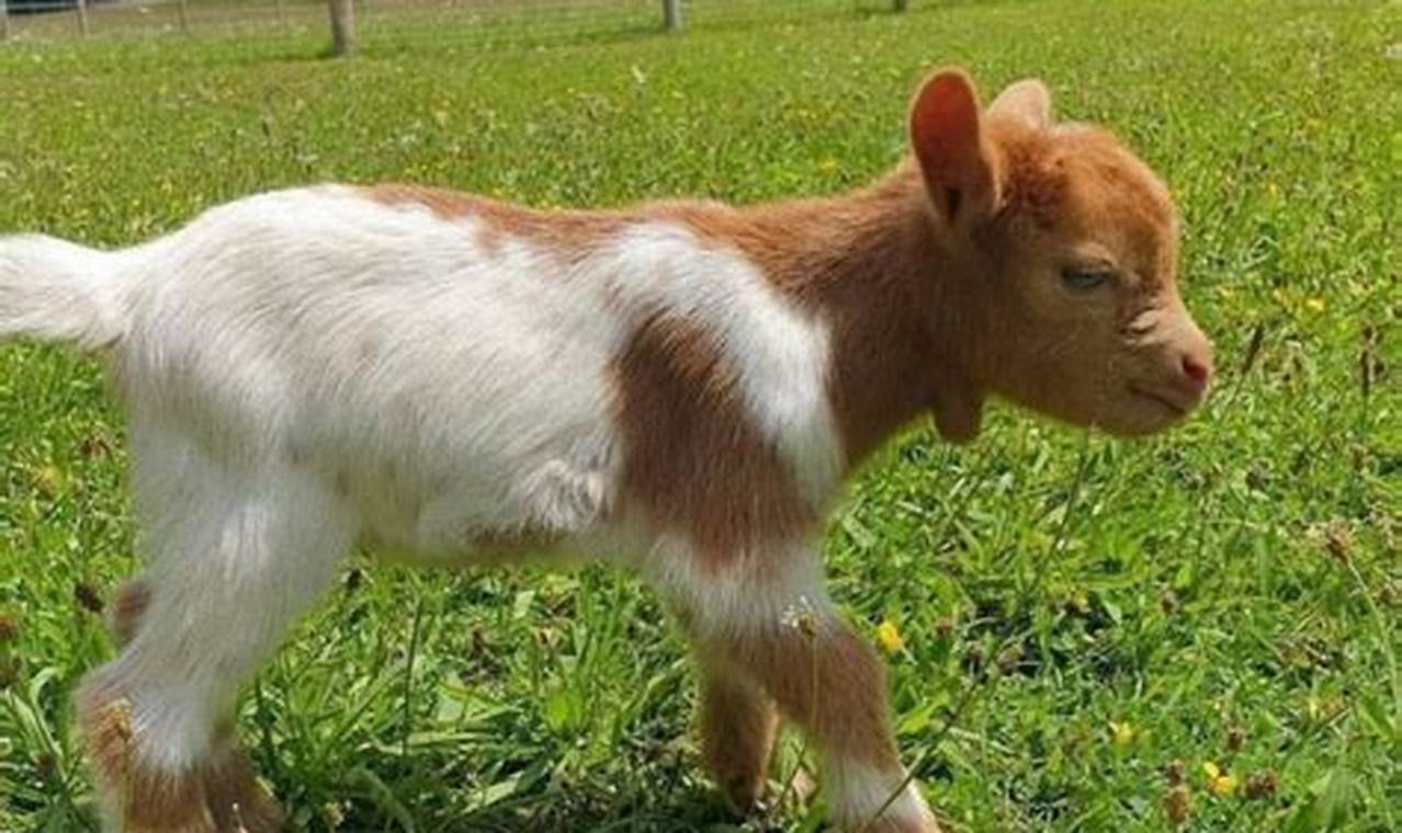 Cute Baby Goats for Sale Near You: Find Kids! | Baby Care 101: Essential Tips for Happy, Healthy Babies