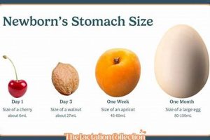 Baby Stomach Size Facts: Feeding Your Little One | Baby Care 101: Essential Tips for Happy, Healthy Babies