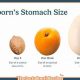 Baby Stomach Size Facts: Feeding Your Little One | Baby Care 101: Essential Tips for Happy, Healthy Babies