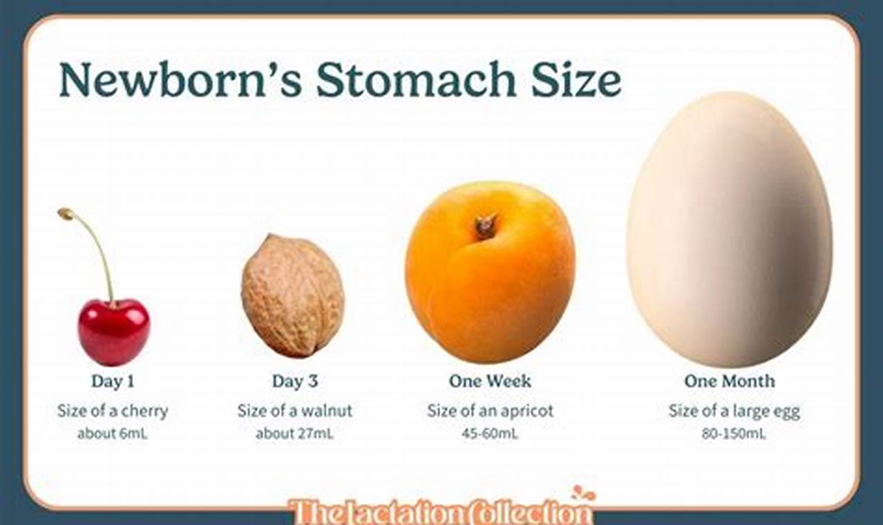 Baby Stomach Size Facts: Feeding Your Little One | Baby Care 101: Essential Tips for Happy, Healthy Babies