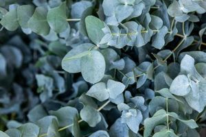 Grow Blue Baby Blue Eucalyptus: Uses & Care | Baby Care 101: Essential Tips for Happy, Healthy Babies