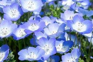 Meaning of Baby Blue Eyes Flower? Symbolism + More | Baby Care 101: Essential Tips for Happy, Healthy Babies