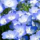 Meaning of Baby Blue Eyes Flower? Symbolism + More | Baby Care 101: Essential Tips for Happy, Healthy Babies