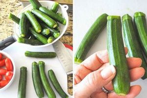 Tiny & Tasty: Recipes with Baby Zucchini Today! | Baby Care 101: Essential Tips for Happy, Healthy Babies