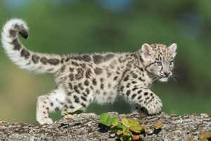 Myth or Reality? The Snow Leopard Baby of the Black Leopard Mystery! | Baby Care 101: Essential Tips for Happy, Healthy Babies