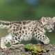 Myth or Reality? The Snow Leopard Baby of the Black Leopard Mystery! | Baby Care 101: Essential Tips for Happy, Healthy Babies