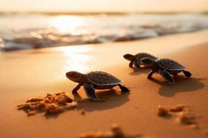 New Baby Turtles: Hatchling Care &amp; Protection Tips | Baby Care 101: Essential Tips for Happy, Healthy Babies