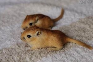Caring for Gerbil Baby: A New Owner's Guide | Baby Care 101: Essential Tips for Happy, Healthy Babies