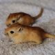 Caring for Gerbil Baby: A New Owner's Guide | Baby Care 101: Essential Tips for Happy, Healthy Babies