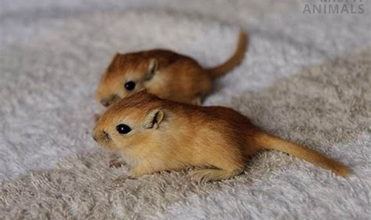 Caring for Gerbil Baby: A New Owner's Guide | Baby Care 101: Essential Tips for Happy, Healthy Babies