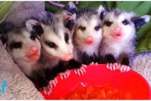 Baby Possums' Food: What Do Baby Possums Eat? & Care Baby Care 101: Essential Tips for Happy, Healthy Babies Baby Possums' Food: What Do Baby Possums Eat? & Care | Baby Care 101: Essential Tips for Happy, Healthy Babies