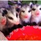Baby Possums' Food: What Do Baby Possums Eat? & Care | Baby Care 101: Essential Tips for Happy, Healthy Babies