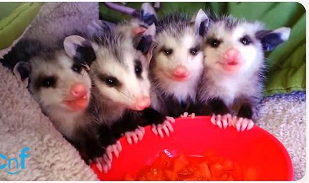 Baby Possums' Food: What Do Baby Possums Eat? & Care Baby Care 101: Essential Tips for Happy, Healthy Babies Baby Possums' Food: What Do Baby Possums Eat? & Care | Baby Care 101: Essential Tips for Happy, Healthy Babies