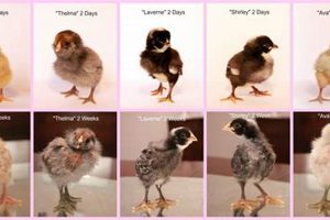 Breed ID: Baby Chick Pictures by Breed and Names Guide | Baby Care 101: Essential Tips for Happy, Healthy Babies