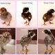 Breed ID: Baby Chick Pictures by Breed and Names Guide | Baby Care 101: Essential Tips for Happy, Healthy Babies