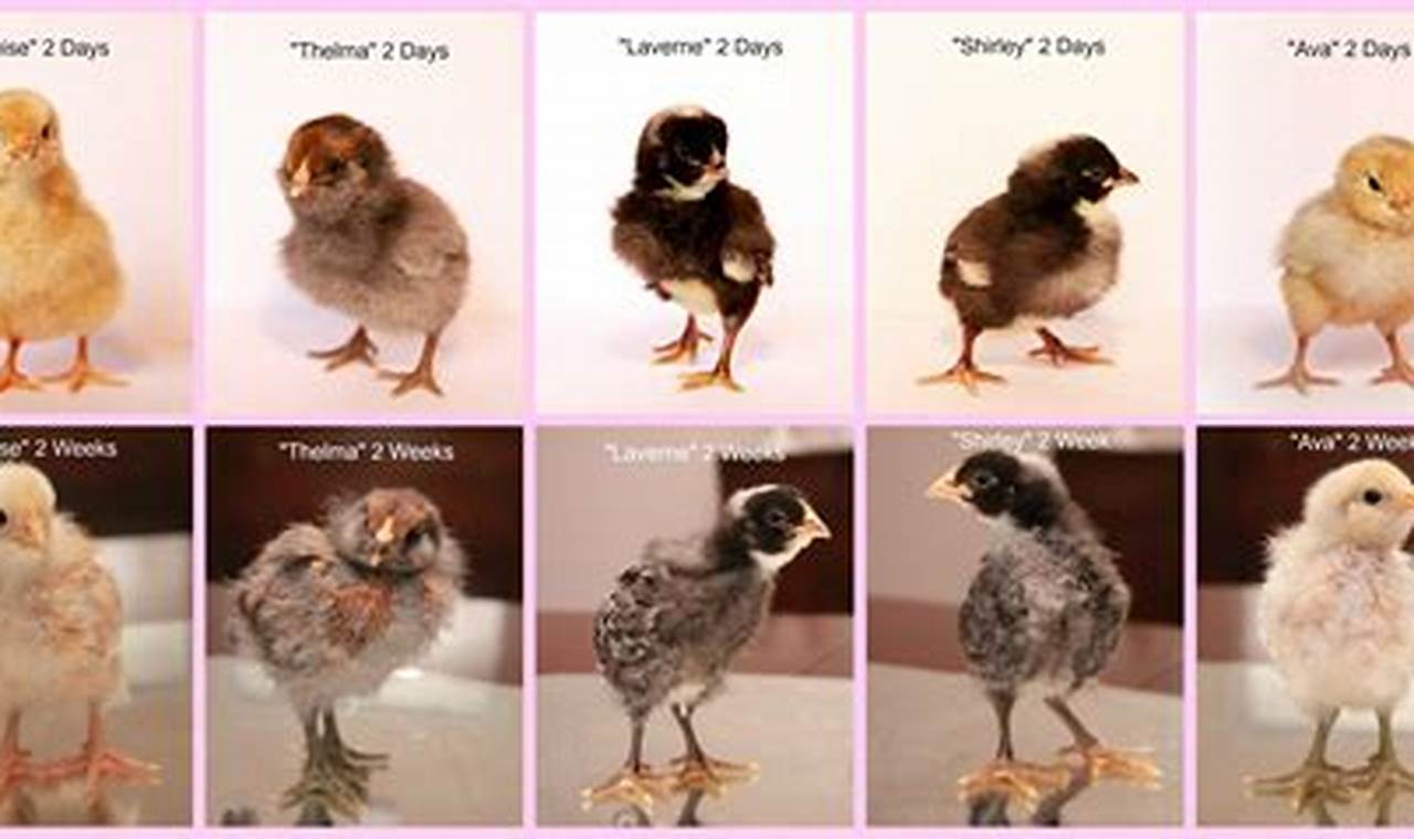 Breed ID: Baby Chick Pictures by Breed and Names Guide | Baby Care 101: Essential Tips for Happy, Healthy Babies