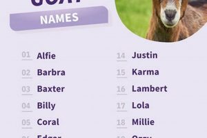 Adorable Baby Girl Goat Names: Ideas & More! | Baby Care 101: Essential Tips for Happy, Healthy Babies