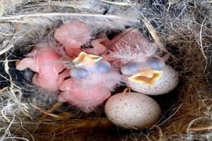 Baby Bird Sounds: What's That Chirp Telling You? | Baby Care 101: Essential Tips for Happy, Healthy Babies