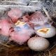 Baby Bird Sounds: What's That Chirp Telling You? | Baby Care 101: Essential Tips for Happy, Healthy Babies