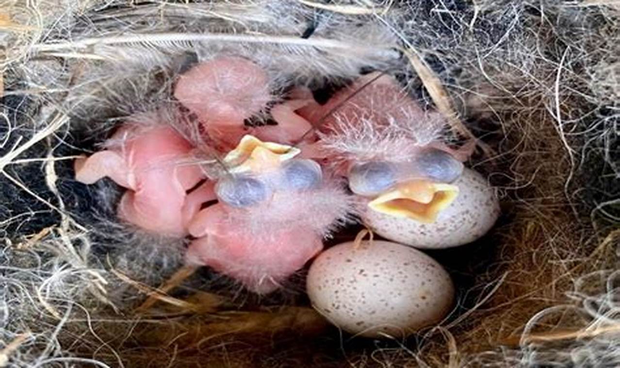 Baby Bird Sounds: What's That Chirp Telling You? | Baby Care 101: Essential Tips for Happy, Healthy Babies