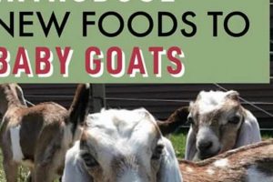 Best Baby Goat Food Guide: Feeding Tips & Beyond | Baby Care 101: Essential Tips for Happy, Healthy Babies