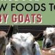 Best Baby Goat Food Guide: Feeding Tips & Beyond | Baby Care 101: Essential Tips for Happy, Healthy Babies