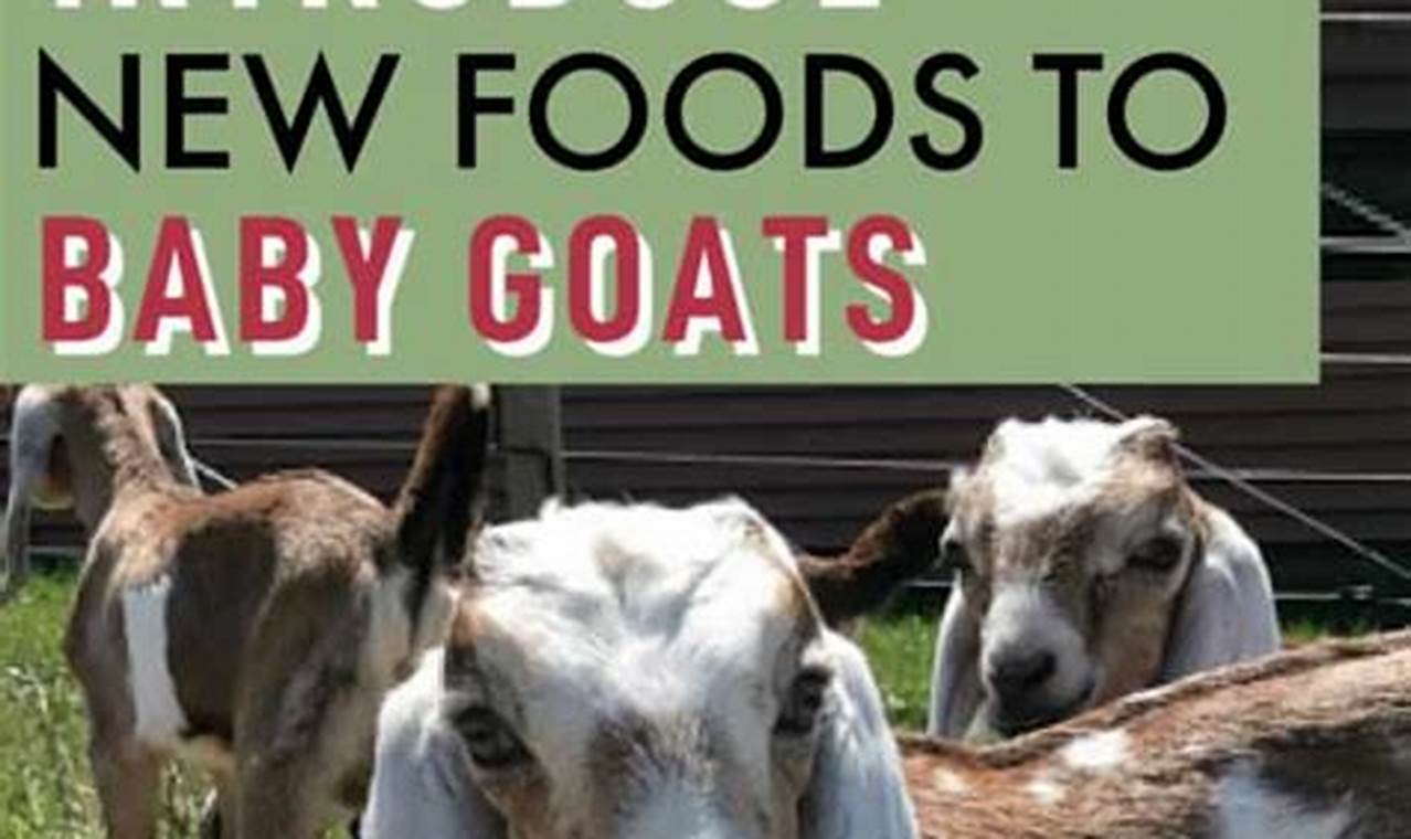Best Baby Goat Food Guide: Feeding Tips & Beyond | Baby Care 101: Essential Tips for Happy, Healthy Babies