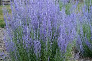 Grow Gorgeous Blue Jean Baby Russian Sage - Tips & Care | Baby Care 101: Essential Tips for Happy, Healthy Babies