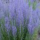 Grow Gorgeous Blue Jean Baby Russian Sage - Tips & Care | Baby Care 101: Essential Tips for Happy, Healthy Babies