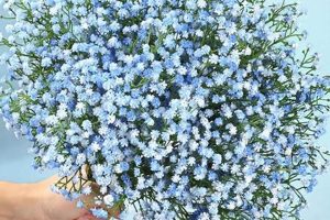 Discover Delicate Baby Blue Flowers: Guide &amp; Care Tips | Baby Care 101: Essential Tips for Happy, Healthy Babies