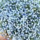 Discover Delicate Baby Blue Flowers: Guide &amp; Care Tips | Baby Care 101: Essential Tips for Happy, Healthy Babies