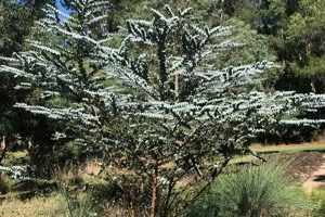 Grow Gorgeous Baby Blue Eucalyptus Tree: Care & Tips | Baby Care 101: Essential Tips for Happy, Healthy Babies