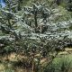 Grow Gorgeous Baby Blue Eucalyptus Tree: Care & Tips | Baby Care 101: Essential Tips for Happy, Healthy Babies